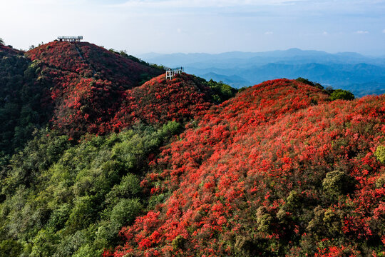 江西萍乡广寒寨景区杜鹃花