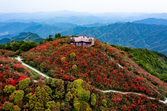 江西萍乡广寒寨景区杜鹃花