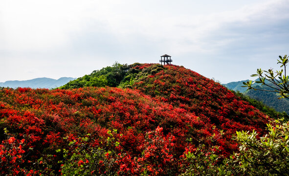 江西萍乡广寒寨杜鹃花