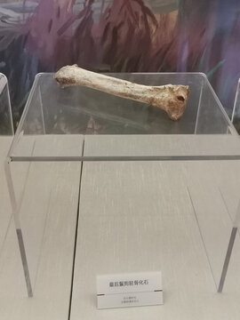 旧石器时代最后鬣狗胫骨化石