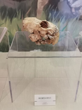 旧石器时代最后鬣狗头骨化石