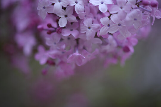 丁香花