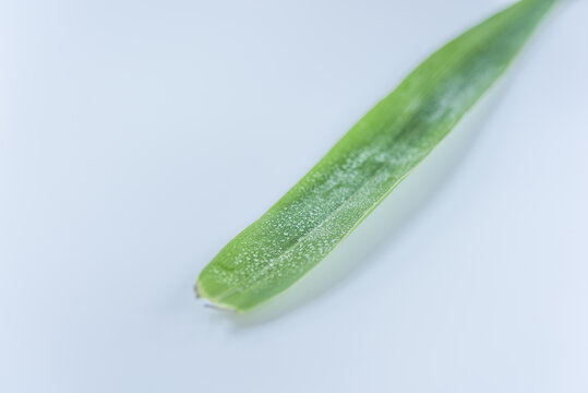 新鲜的粽子叶特写