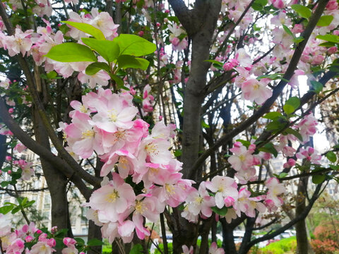 粉色鲜花特写