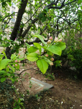 花苞特写