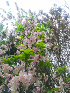 开花的海棠树