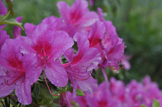 雨后杜鹃花