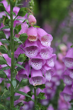 雨后花蕊