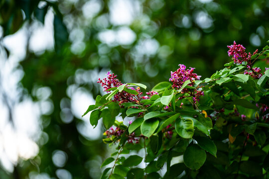 水果杨桃开花