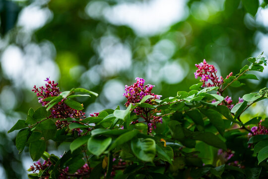 水果杨桃开花