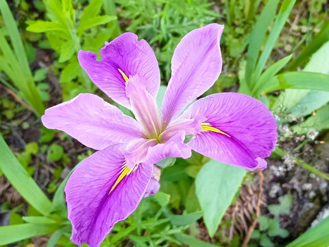 鸢尾花