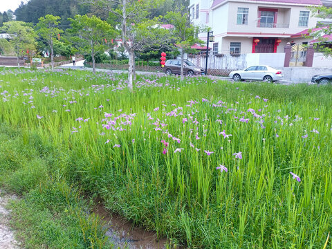 鸢尾花