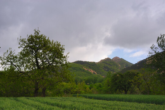 山区麦田