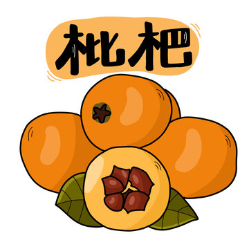 枇杷插畫
