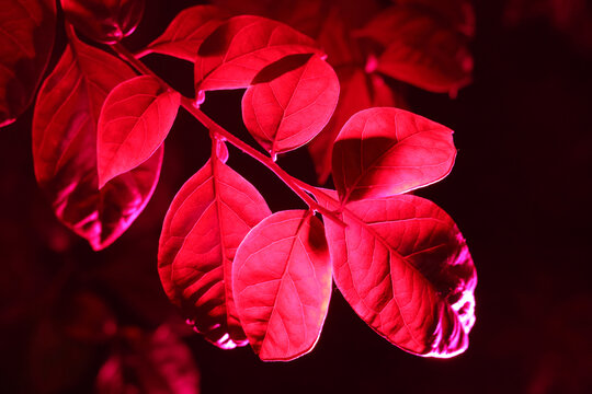 黑暗环境中受红色光影响的叶子