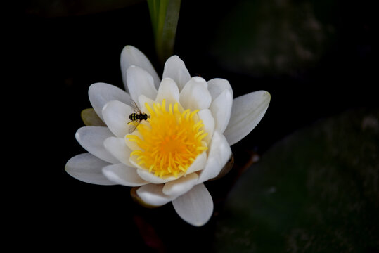 夏日莲花映日开