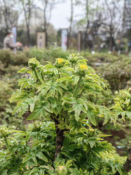 牡丹花蕾