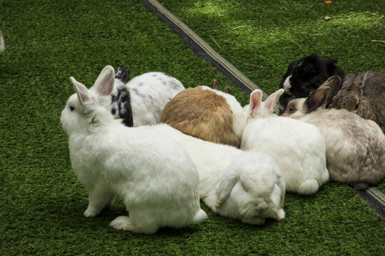 家养兔子
