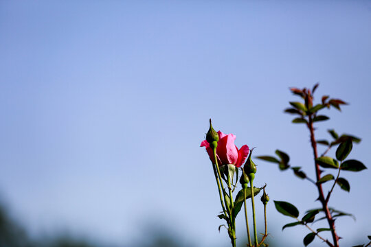 月季花芯