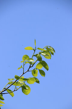 天空枝叶绿色植物