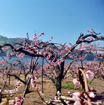 河口桃花