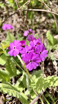 報(bào)春花