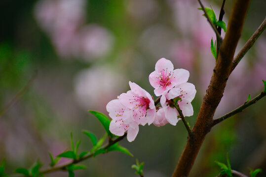 桃花特写