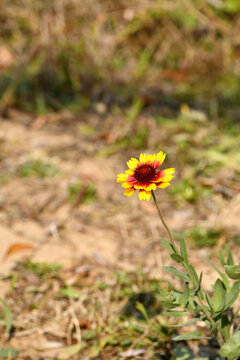 野地里的花