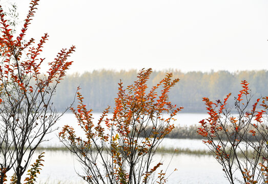 湿地秋天彩色的树