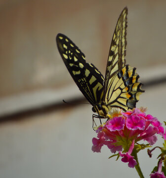 蝴蝶与鲜花