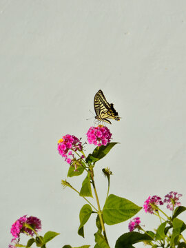 蝴蝶与鲜花