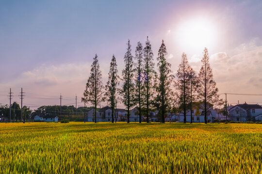 莲湖村庄