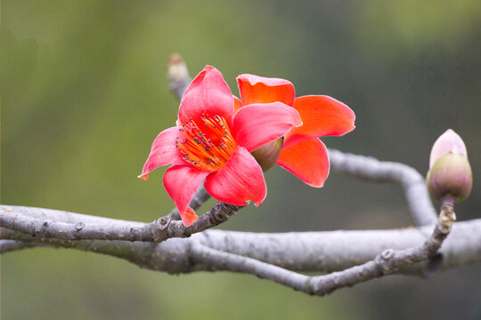 红木棉花