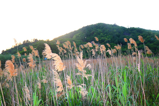 芦苇荡