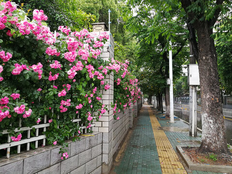 蔷薇花围墙