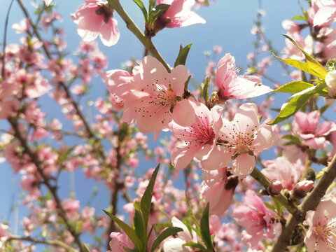 春日桃花