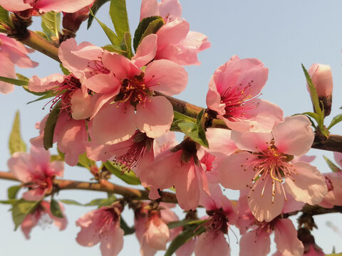 桃花