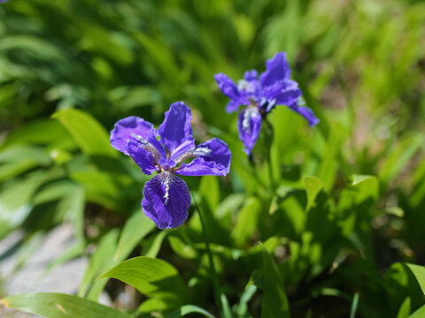 鸢尾花