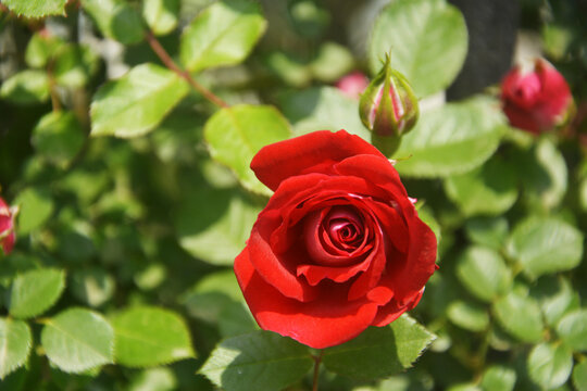 红花蔷薇