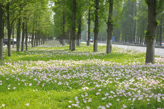 月见草花丛