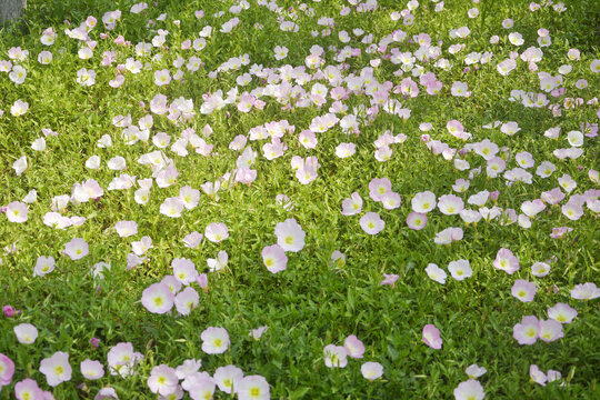 阳光花丛