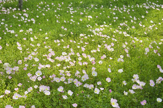 阳光花丛