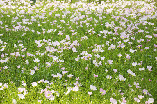 月见草花丛