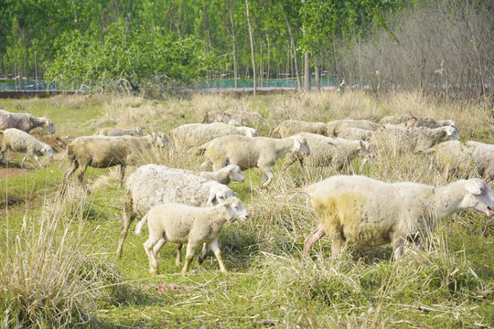 一群绵羊吃草