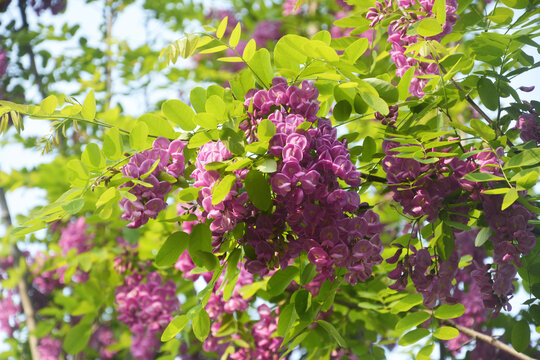 槐花树