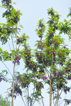 仰拍紫花槐树