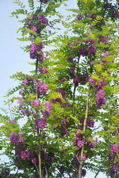 一树紫花
