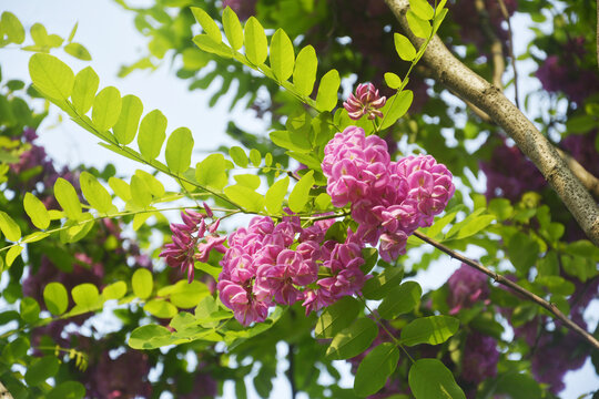 紫色槐花树