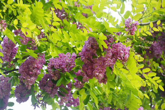 紫色槐花树