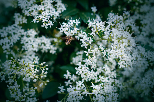 白色小花和蜜蜂